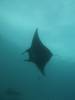 152 - Dive9-1 Manta Sandy
