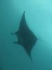 153 - Dive9-1 Manta Sandy