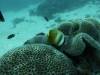 155 - Dive9-1 Manta Sandy