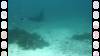 163 - Dive9-1 Manta Sandy