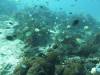 165 - Dive9-1 Manta Sandy