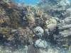 169 - Dive9-1 Manta Sandy