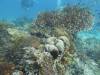 170 - Dive9-1 Manta Sandy