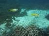 175 - Dive9-1 Manta Sandy