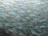 105 - Dive9-2 Arborek