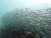 106 - Dive9-2 Arborek