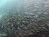 119 - Dive9-2 Arborek