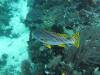103 - Dive10-1 Cape Kri