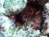 117 - Dive10-1 Cape Kri