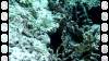 122 - Dive10-1 Cape Kri