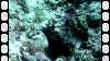 124 - Dive10-1 Cape Kri