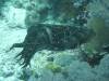 127 - Dive10-1 Cape Kri
