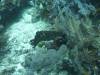 129 - Dive10-1 Cape Kri