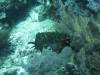 131 - Dive10-1 Cape Kri
