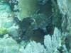 133 - Dive10-1 Cape Kri