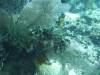 136 - Dive10-1 Cape Kri