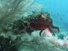 140 - Dive10-1 Cape Kri