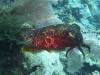 141 - Dive10-1 Cape Kri