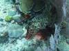 143 - Dive10-1 Cape Kri