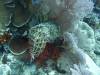 144 - Dive10-1 Cape Kri