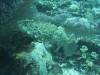 146 - Dive10-1 Cape Kri