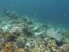 154 - Dive10-1 Cape Kri