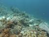 155 - Dive10-1 Cape Kri