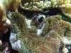 162 - Dive10-1 Cape Kri