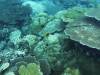 105 - Dive2-1 Old Tip Site