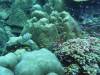 111 - Dive2-1 Old Tip Site