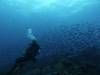 127 - Dive2-1 Old Tip Site