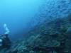 131 - Dive2-1 Old Tip Site