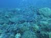 136 - Dive2-1 Old Tip Site