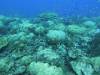 152 - Dive2-1 Old Tip Site