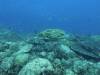 153 - Dive2-1 Old Tip Site