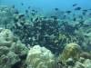 162 - Dive2-1 Old Tip Site