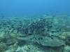 167 - Dive2-1 Old Tip Site
