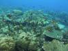 171 - Dive2-1 Old Tip Site