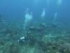 173 - Dive2-1 Old Tip Site
