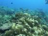 176 - Dive2-1 Old Tip Site