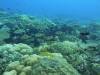 178 - Dive2-1 Old Tip Site