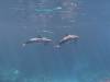 101 - Dive5-2.0 Dolphin Snorkel
