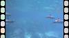 102 - Dive5-2.0 Dolphin Snorkel