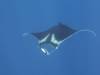 111 - Dive5-3 2 Snorkels