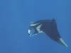 112 - Dive5-3 2 Snorkels