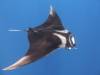 126 - Dive5-3 2 Snorkels