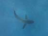 135 - Dive5-3 2 Snorkels