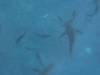 136 - Dive5-3 2 Snorkels