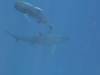 141 - Dive5-3 2 Snorkels