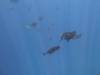 148 - Dive5-3 2 Snorkels